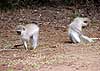 Photo of monkeys foraging