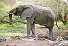 Photo of mud-covered elephant, Tuli Block, Botswana