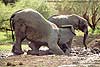 elephant pair in mud pool, Botswana