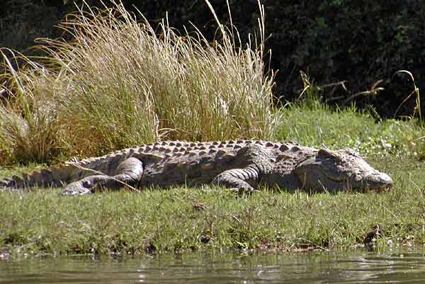 Nile crocodile basking on grassy riverbank, Zambezi River