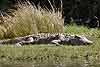 Nile crocodile on banks of Zambezi River