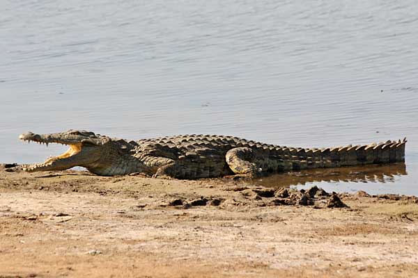 Nile crocodile (Crocodylus niloticus) lying with mouth open