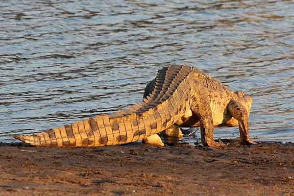 Nile crocodile (Crocodylus niloticus) standing up to enter water