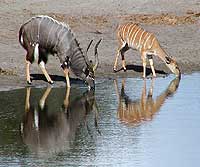 Photo of nyala male and female together