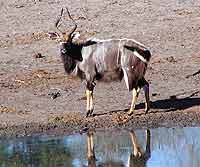 Photo of Nyala bull