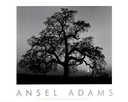 Ansel Adams black and white print of oak tree