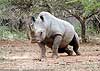 Photo of rhino raising itself, Umfolozi, South Africa