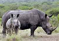 Rhino with calf, Umfolozi Game Reserve, South Africa