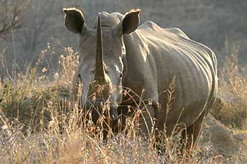 Rhino in winter grass, Weenen Game Reserve, South Africa