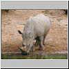 Picture of rhino drinking
