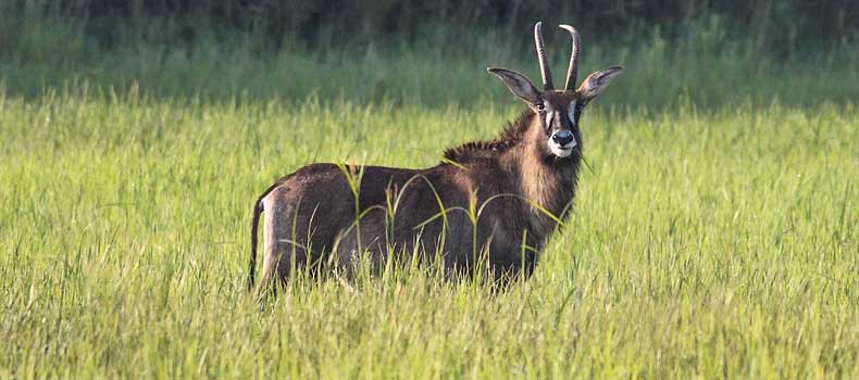 Roan antelope in long summer vegetation, Nylsvlei