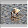 Picture of African Spoonbill