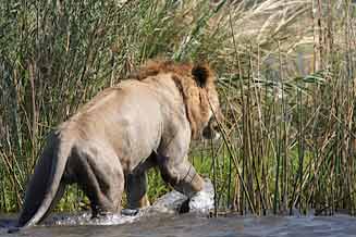 Lion steps on to land, Zambezi River