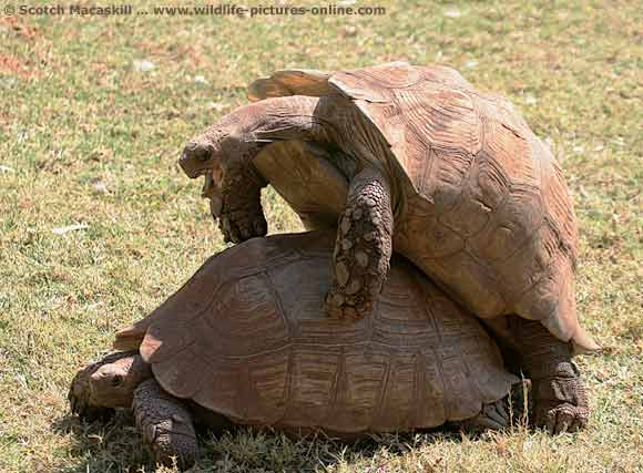 Tortoise mating