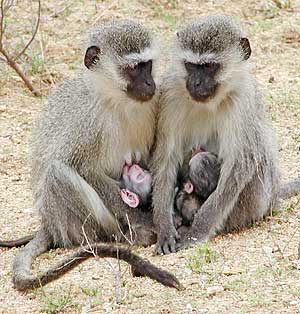 Vervet monkey mothers suckling their young