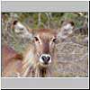 Picture of Waterbuck cow