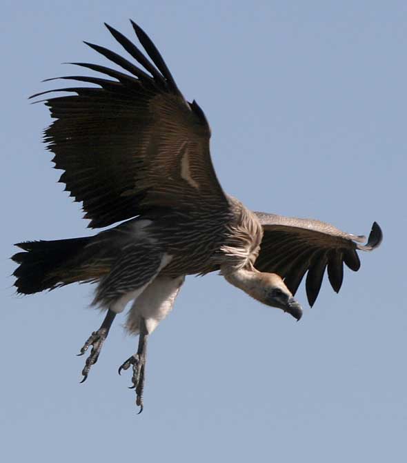 Whitebacked vulture preparing to land
