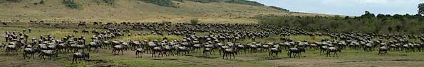 Wildebeest gathering on Kenya plains