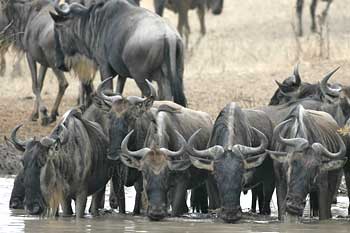 Wildebeest group drinking from waterhole, Serengeti National Park, Tanzania