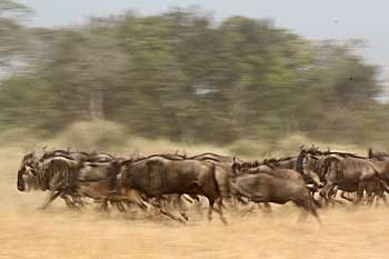 Wildebeest herd on the run, Serengeti national park, Tanzania