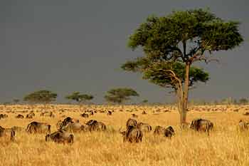 Wildebeest in long, winter grass, Serengeti National Park, Tanzania