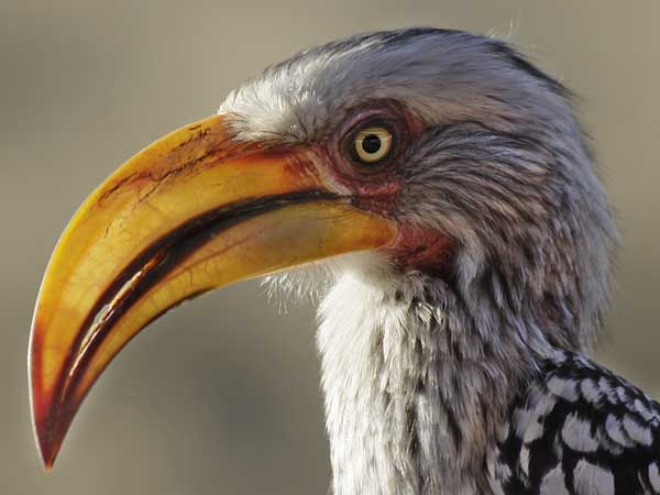 Yellowbilled hornbill, close-up