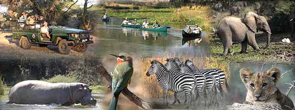 Zambezi Safari Activities