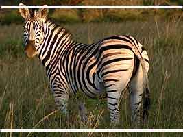 Zebra photo showing crop lines