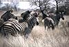 Picture of zebra group, Kruger Park, South Africa