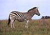 Zebra standing, side view