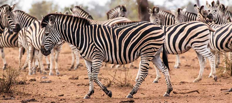 Zebra herd milling around, Kruger National Park, South Africa