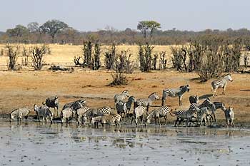 Zebra herd drinking, Hwange National Park, Zimbabwe