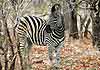 Zebra standing in forest
