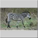 Zebra, Lower Zambezi NP