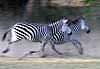 zebras running, motion blur