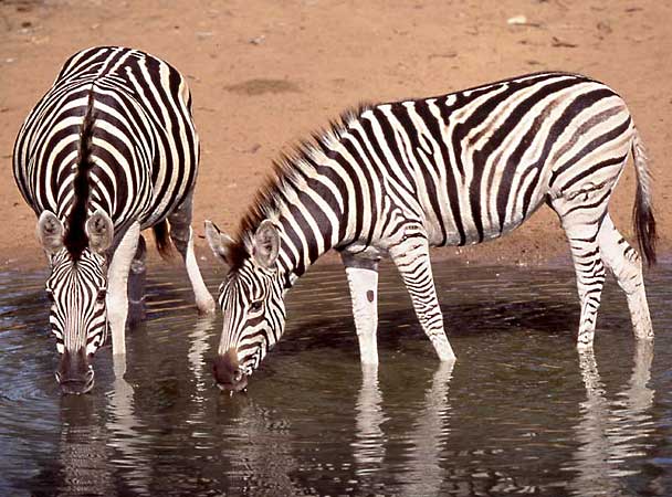 Zebra pair drinking at waterhole