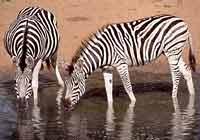 Zebra at waterhole, Mkuzi Game Reserve, South Africa
