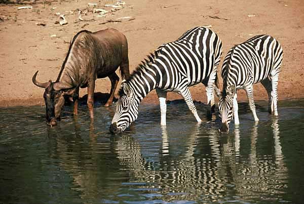 Zebra and wildebeest drinking