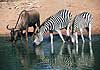 Zebra and wildebeest at waterhole
