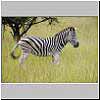 Picture of zebra