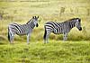 Picture of zebra pair
