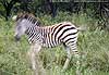 Picture of zebra foal