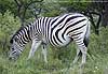 Picture of zebra grazing