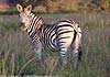 Picture of zebra in late afternoon light