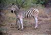 Photo of zebra individual