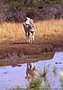 Picture of zebra at waterhole