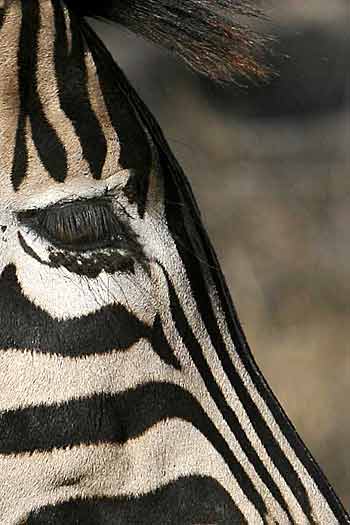 Close-up of zebra, profile shot, Sabi Sand, South Africa
