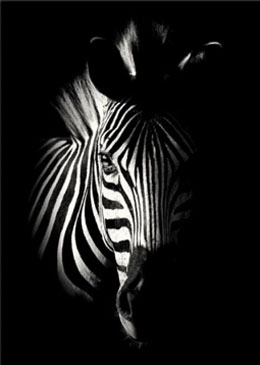 Zebra-portrait-onblack-wall-art