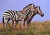 Zebra pair standing