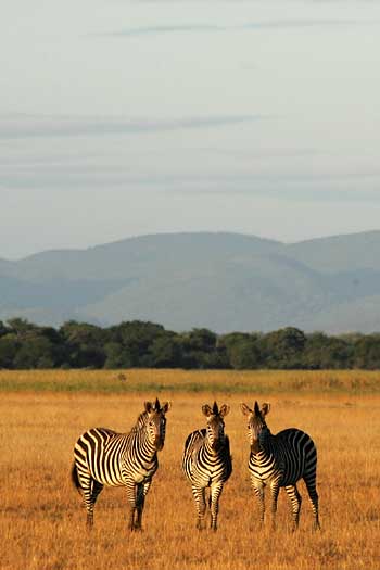 Zebra trio in late afternoon light